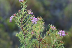 Erica subulata