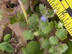 Veronica hederifolia