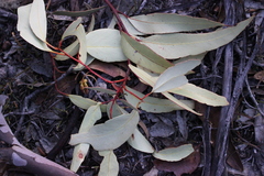 Eucalyptus occidentalis