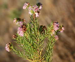 Erica subulata