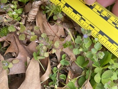 Veronica hederifolia