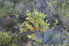 Erica subulata