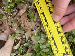 Veronica hederifolia