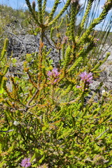 Stilbe overbergensis