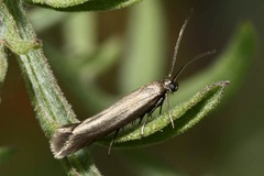 Scythris clavella