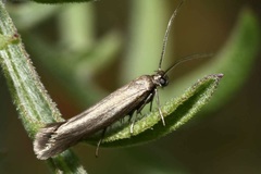 Scythris clavella