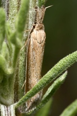 Pleurota marginella