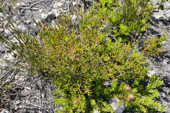 Stilbe overbergensis