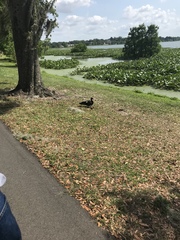 Cairina moschata domestica