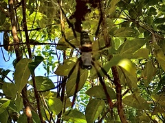 Trichonephila sexpunctata