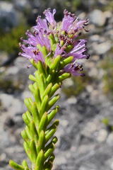 Stilbe overbergensis