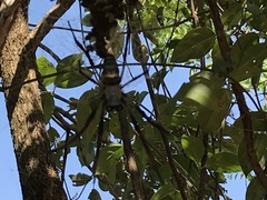 Trichonephila sexpunctata