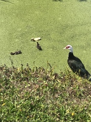 Cairina moschata domestica