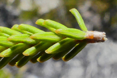 Stilbe overbergensis