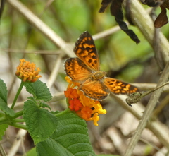Aricoris campestris