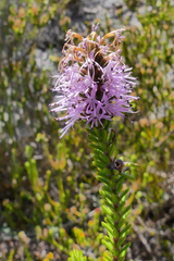 Stilbe overbergensis