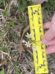 Nothoscordum bivalve