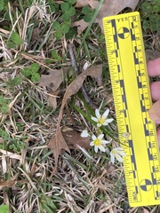 Nothoscordum bivalve