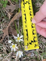 Nothoscordum bivalve