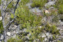 Stilbe overbergensis