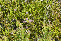 Stilbe overbergensis