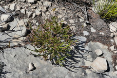 Erica curtophylla