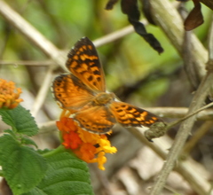 Aricoris campestris