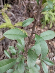 Maclura cochinchinensis