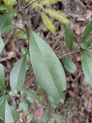 Maclura cochinchinensis