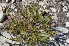 Erica curtophylla