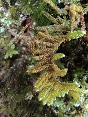 Hypnum plumaeforme