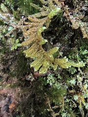 Hypnum plumaeforme