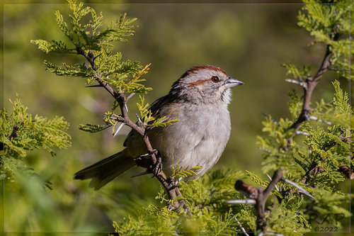 Chaco Sparrow (Rhynchospiza strigiceps), photo 6