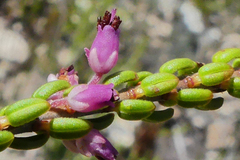 Erica curtophylla