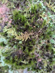 Hypnum plumaeforme