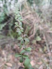 Zabelia biflora