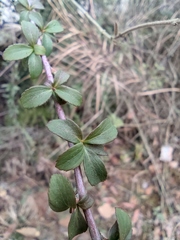 Zabelia biflora