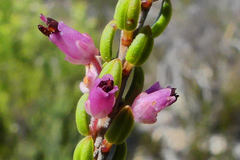 Erica curtophylla