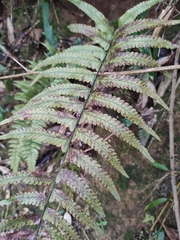 Microlepia marginata