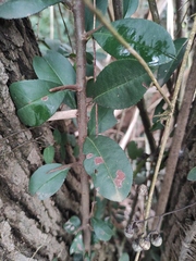 Maclura cochinchinensis