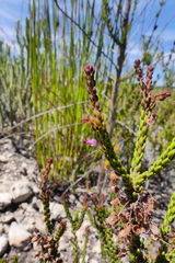 Erica curtophylla