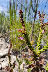Erica curtophylla