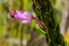 Erica curtophylla