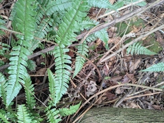 Dryopteris fuscipes
