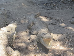 Crocodylus rhombifer