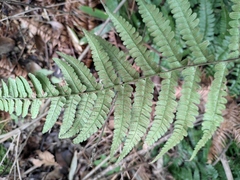Dryopteris fuscipes