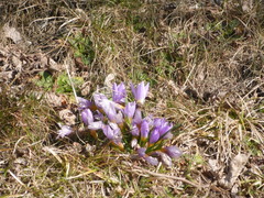 Crocus nivalis