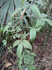 Zanthoxylum armatum