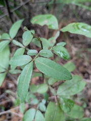 Zanthoxylum armatum