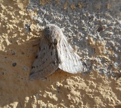 Lycia florentina